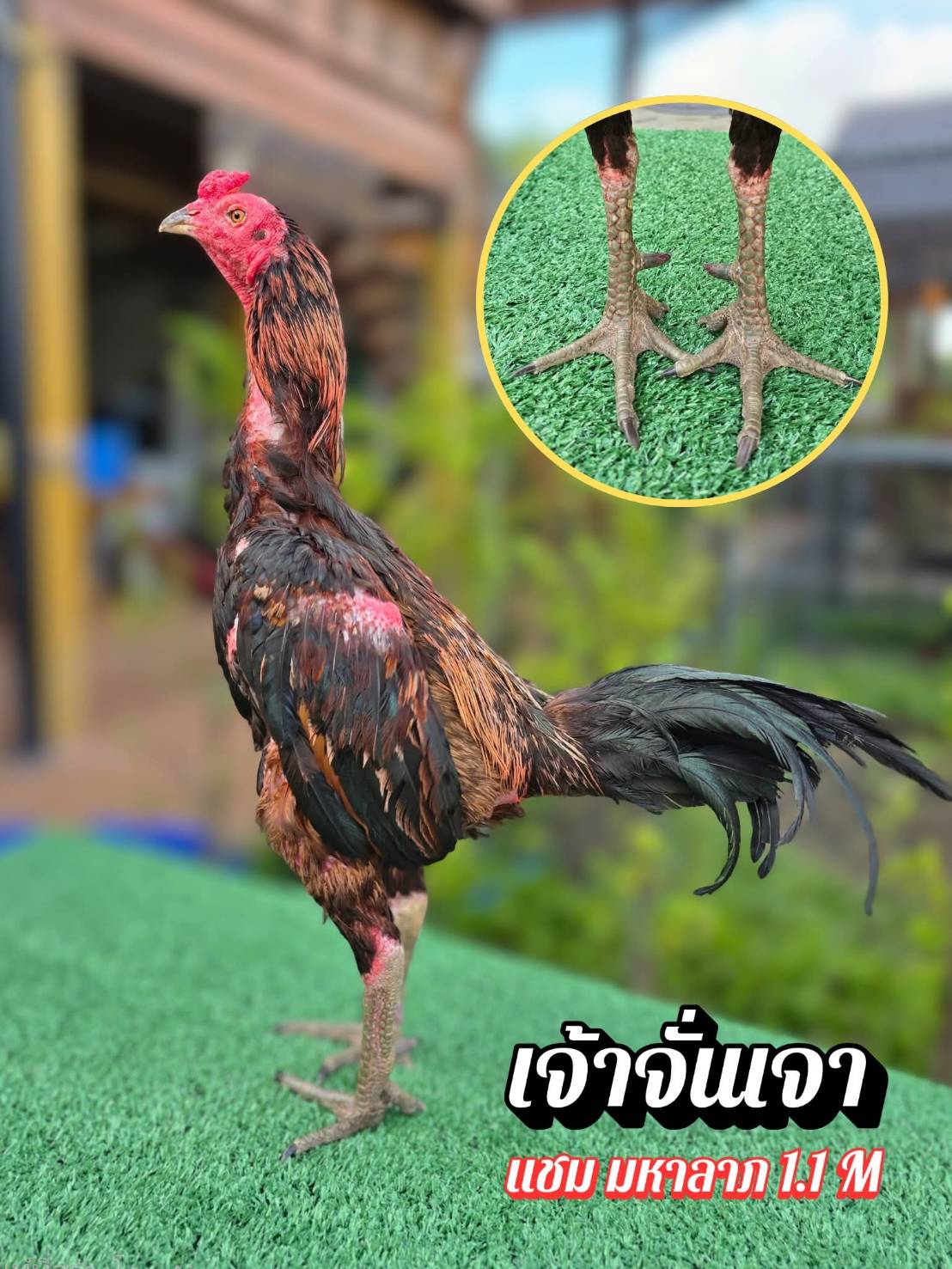 จั่นเจา