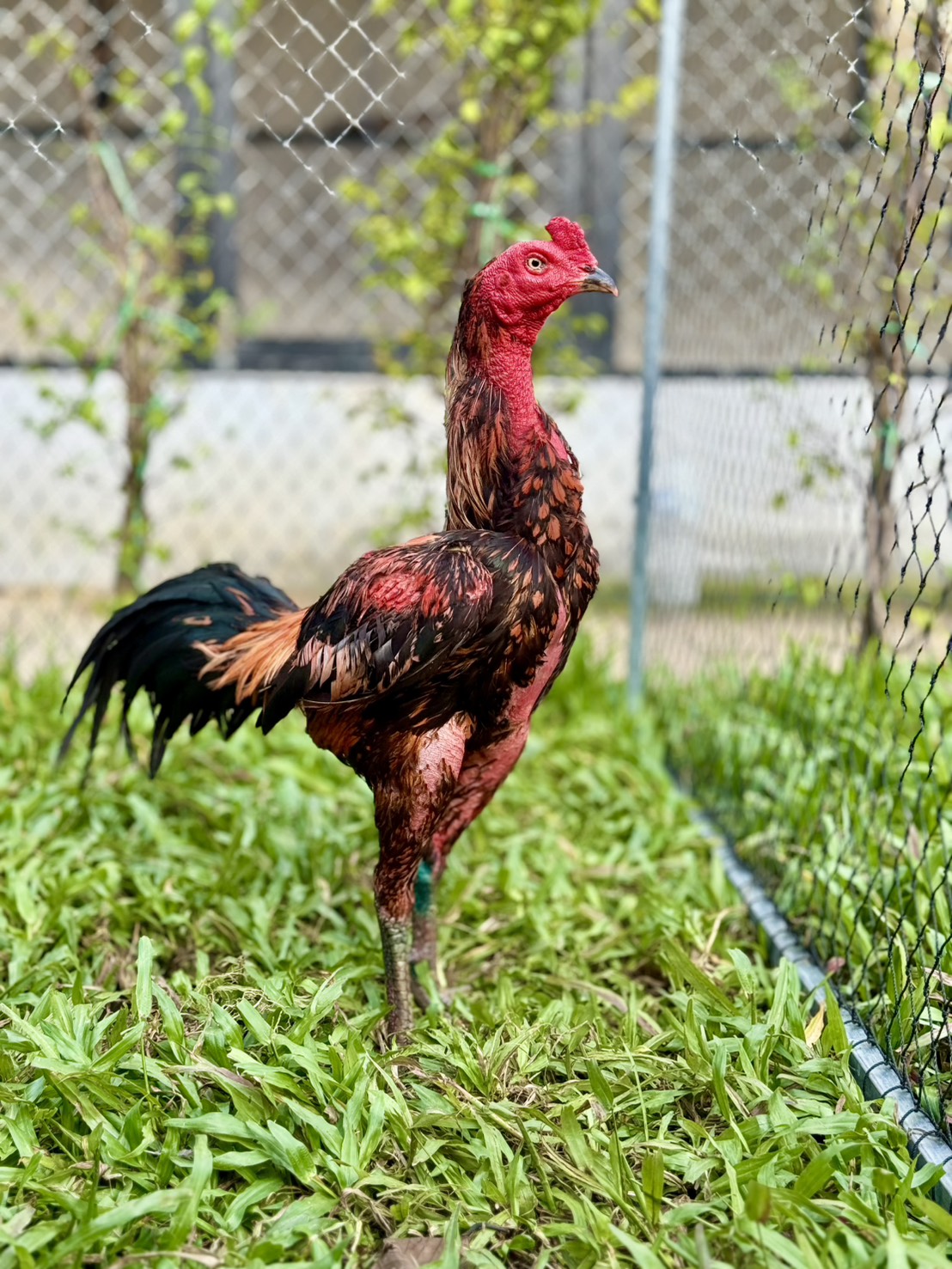 เจ้ายอดเพชร